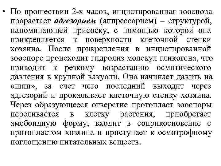  • По прошествии 2 -х часов, инцистированная зооспора  прорастает адгезорием (аппрессорием) –