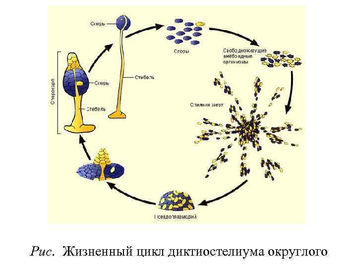 Рис. Жизненный цикл диктиостелиума округлого 