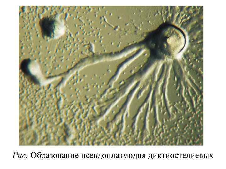 Рис. Образование псевдоплазмодия диктиостелиевых 
