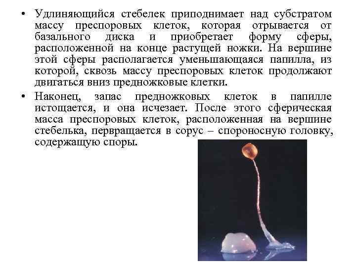  • Удлиняющийся стебелек приподнимает над субстратом  массу преспоровых клеток, которая отрывается от