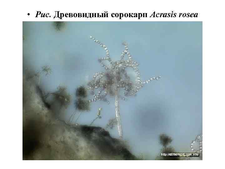  • Рис. Древовидный сорокарп Acrasis rosea 