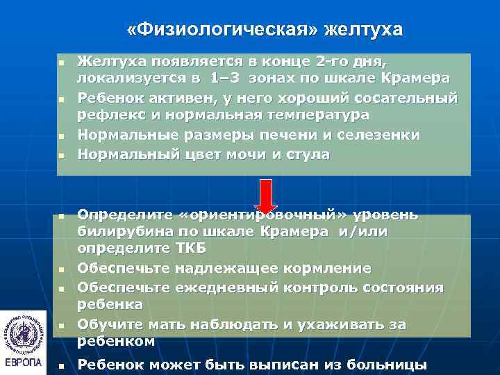    «Физиологическая» желтуха n  Желтуха появляется в конце 2 -го дня,