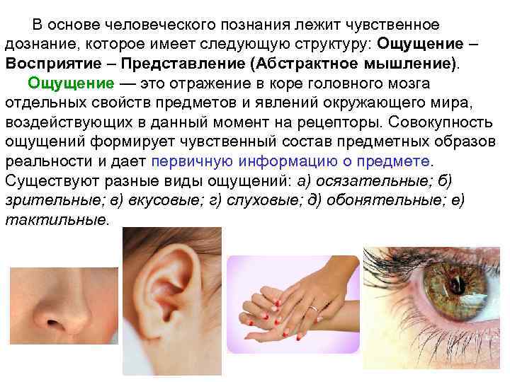  В основе человеческого познания лежит чувственное дознание, которое имеет следующую структуру: Ощущение –