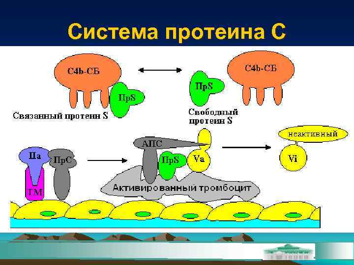 Система белков. Система протеина с. Механизм действия протеина с. Система протеина с и s. Белки системы гемостаза.