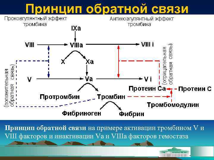 Принцип обратной связи. Регуляция гемостаза. Регуляция системы гемостаза. Механизмы регуляции системы гемостаза.