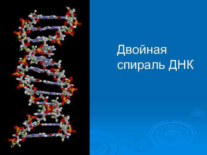 Двойная спираль ДНК 