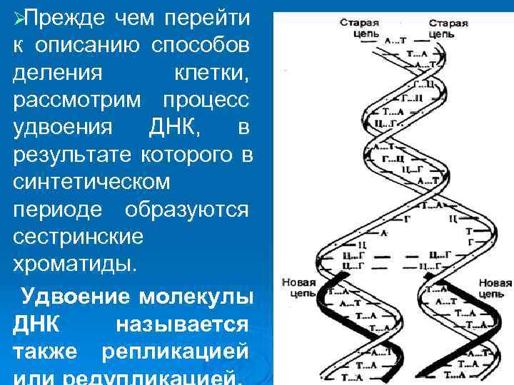 ØПрежде чем перейти к описанию способов деления  клетки,  рассмотрим процесс удвоения ДНК,