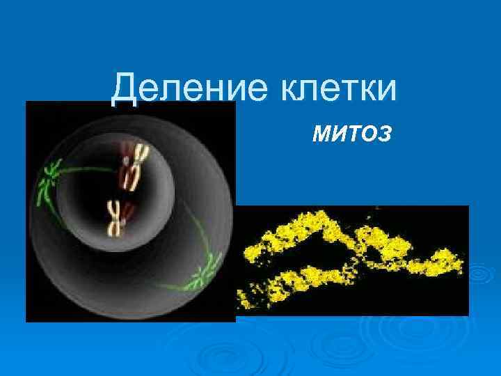 Деление клетки  МИТОЗ 
