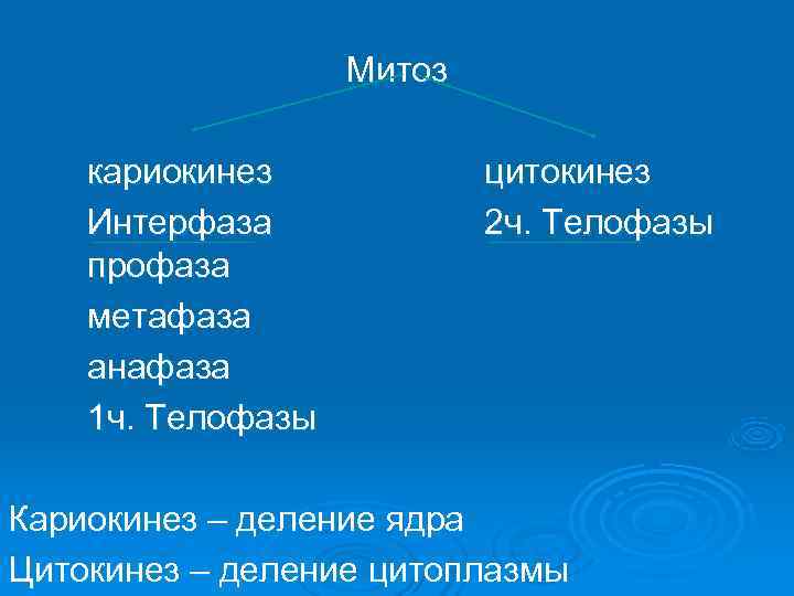     Митоз  кариокинез   цитокинез Интерфаза   