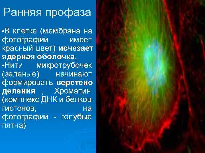 Ранняя профаза • В клетке (мембрана на фотографии  имеет красный цвет) исчезает ядерная