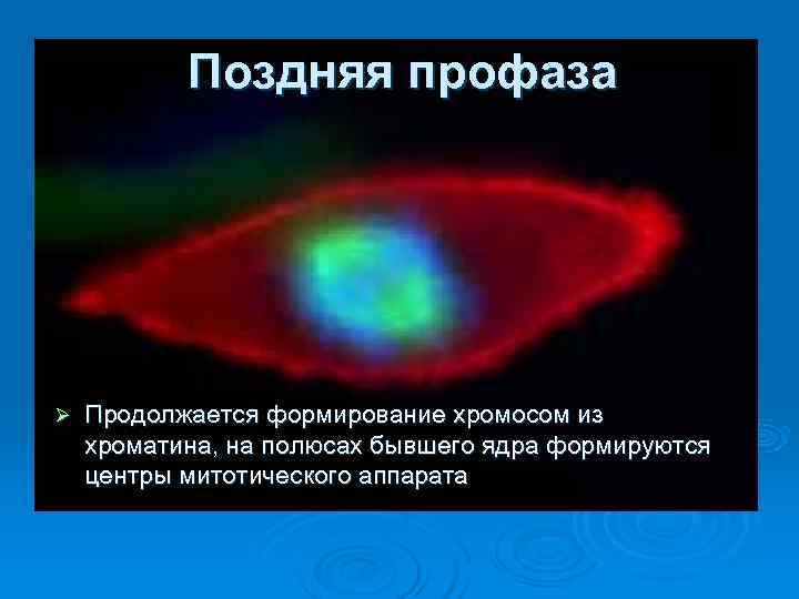   Поздняя профаза Ø  Продолжается формирование хромосом из хроматина, на полюсах бывшего
