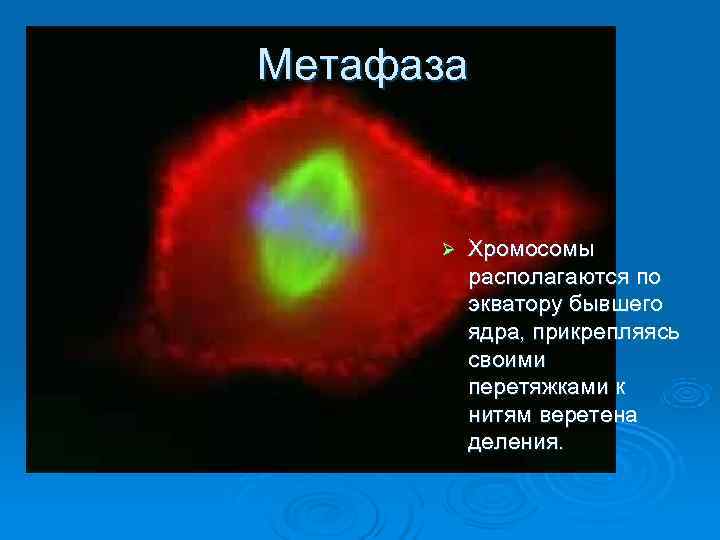 Метафаза   Ø  Хромосомы  располагаются по  экватору бывшего  ядра,