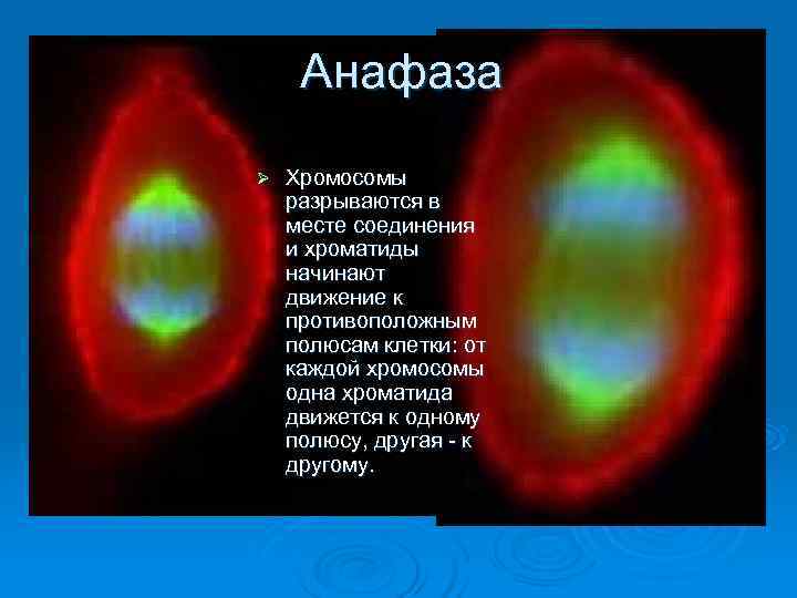  Анафаза Ø  Хромосомы разрываются в месте соединения и хроматиды начинают движение к