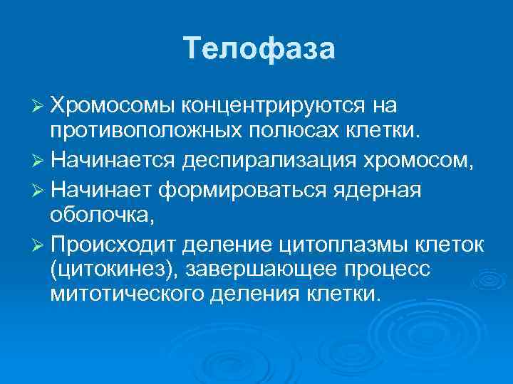   Телофаза Ø Хромосомы концентрируются на  противоположных полюсах клетки.  Ø Начинается