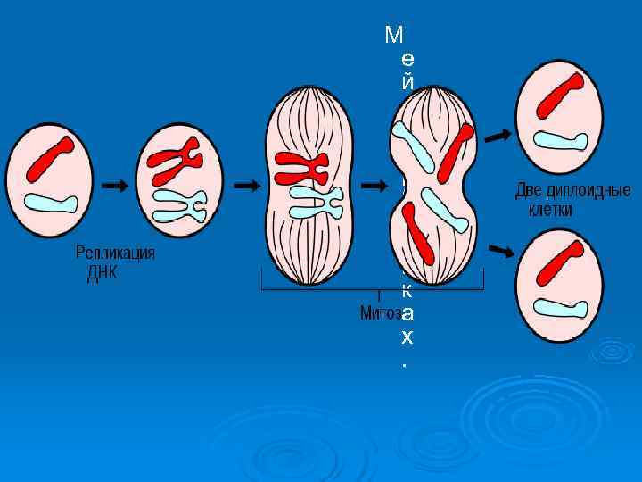  М  е  й  о  з  в  р