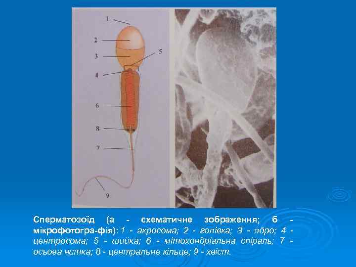 Сперматозоїд (а  схематичне зображення; б  мікрофотогра фія): 1  акросома; 2 