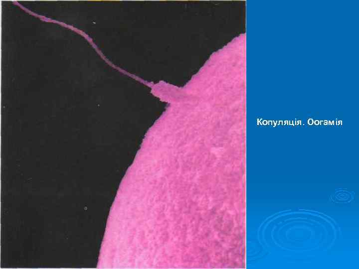 Копуляція. Оогамія 