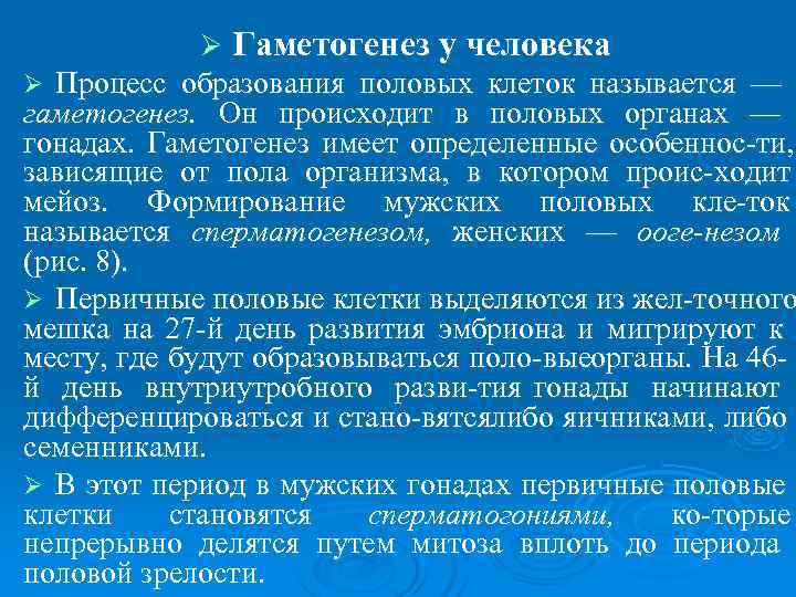    Ø Гаметогенез у человека Ø Процесс образования половых клеток называется —