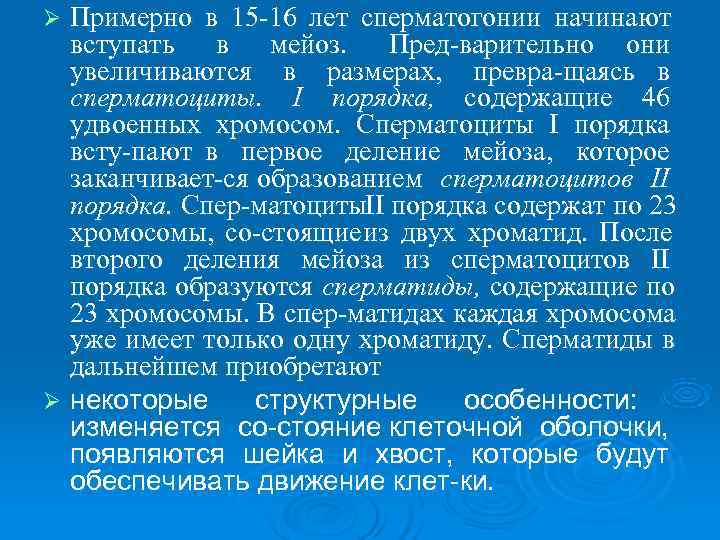 Ø Примерно в 15 16 лет сперматогонии начинают  вступать в мейоз.  Пред