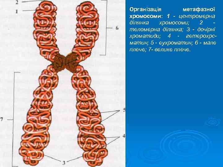 Організація   метафазної хромосоми: 1  цєнтромерна ділянка хромосоми;  2 теломерна ділянка;