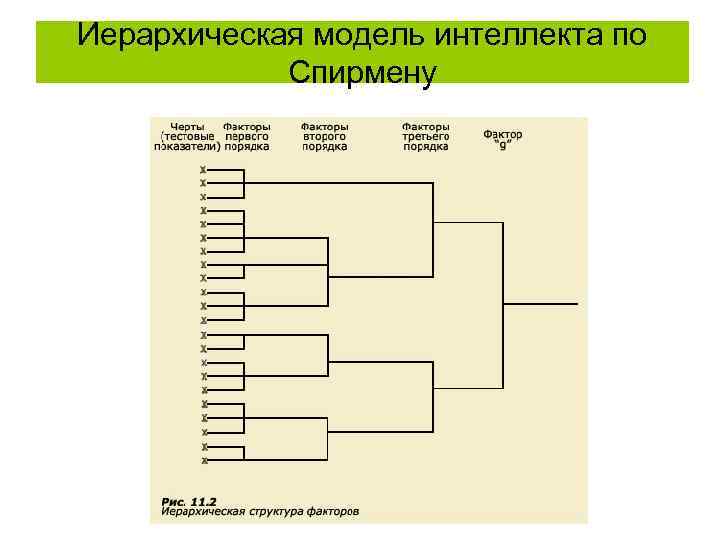 Иерархическая модель интеллекта по   Спирмену 