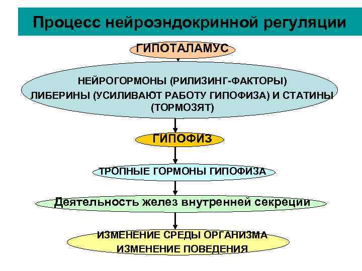 Процесс нейроэндокринной регуляции ГИПОТАЛАМУС НЕЙРОГОРМОНЫ (РИЛИЗИНГ-ФАКТОРЫ) ЛИБЕРИНЫ (УСИЛИВАЮТ РАБОТУ Процесс нейроэндокринной регуляции ГИПОТАЛАМУС НЕЙРОГОРМОНЫ (РИЛИЗИНГ-ФАКТОРЫ) ЛИБЕРИНЫ (УСИЛИВАЮТ РАБОТУ