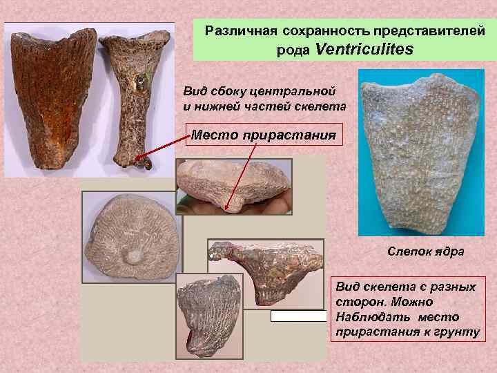   Различная сохранность представителей   рода Ventriculites Вид сбоку центральной и нижней