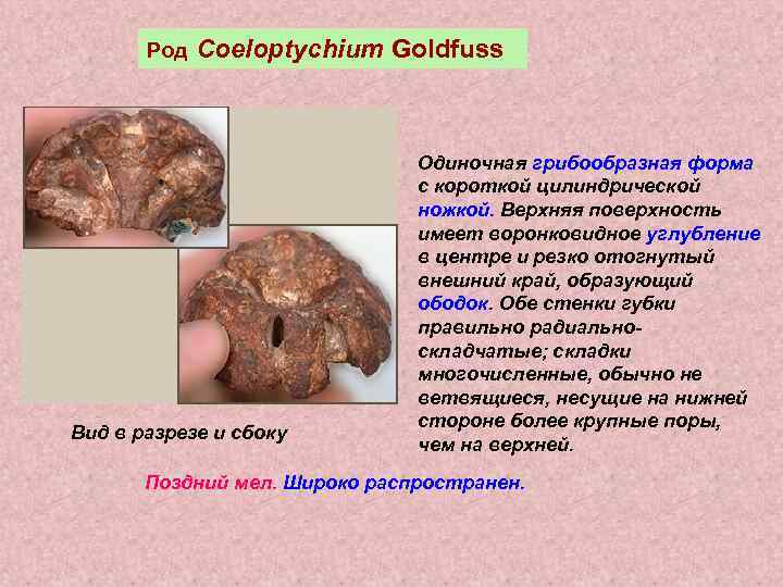   Род  Coeloptychium Goldfuss      Одиночная грибообразная форма