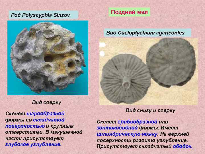  Род Polyscyphia Sinzov       Поздний мел  