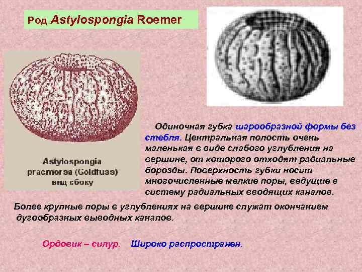  Род  Astylospongia Roemer       Одиночная губка шарообразной