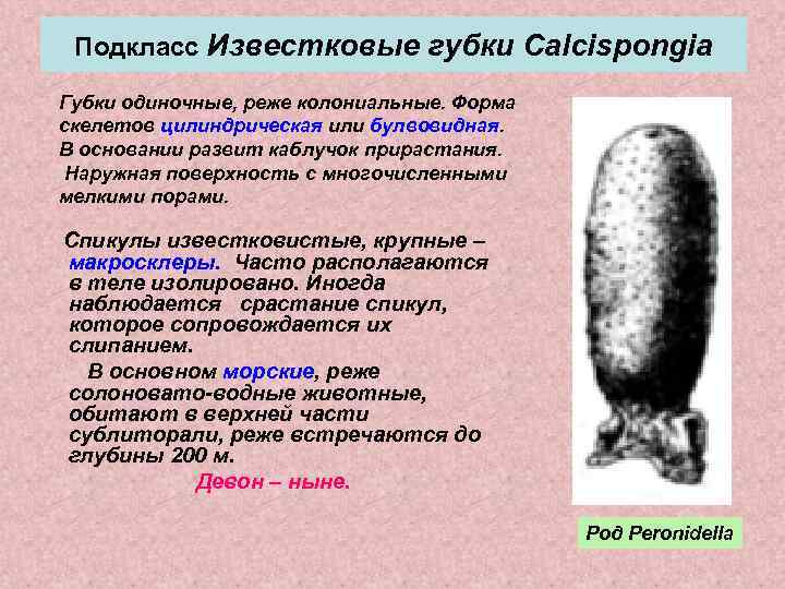  Подкласс Известковые губки Calcispongia Губки одиночные, реже колониальные. Форма скелетов цилиндрическая или булвовидная.