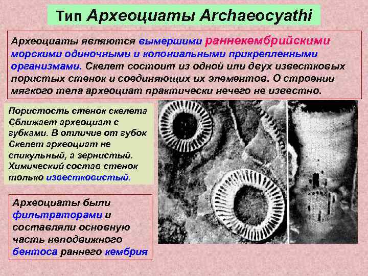    Тип Археоциаты Archaeocyathi Археоциаты являются вымершими раннекембрийскими морскими одиночными и колониальными