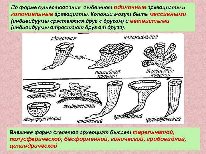 По форме существования выделяют одиночные археоциаты и колониальные археоциаты. Колонии могут быть массивными (индивидуумы