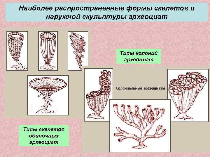Наиболее распространенные формы скелетов и  наружной скульптуры археоциат     Типы