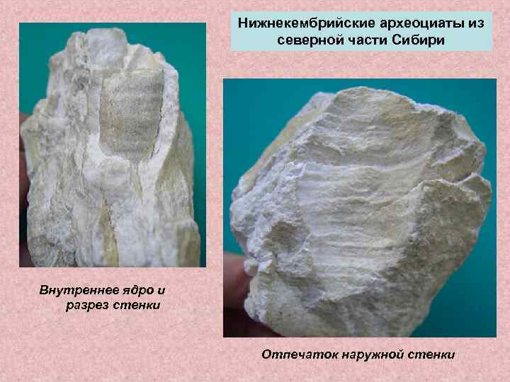     Нижнекембрийские археоциаты из     северной части Сибири