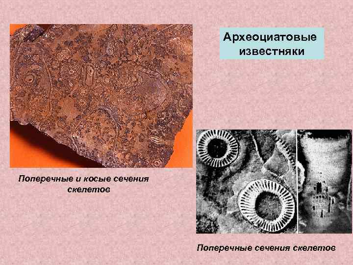        Археоциатовые      