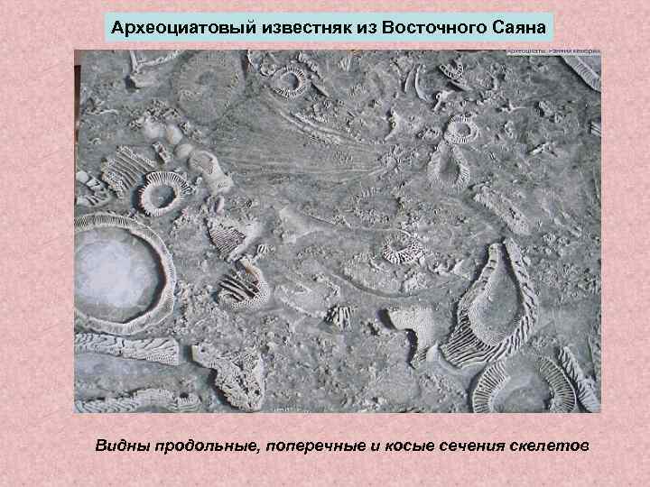  Археоциатовый известняк из Восточного Саяна Видны продольные, поперечные и косые сечения скелетов 