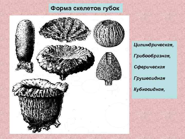 Форма скелетов губок      Цилиндрическая,     Грибообразная,