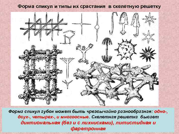   Форма спикул и типы их срастания в скелетную решетку Форма спикул губок