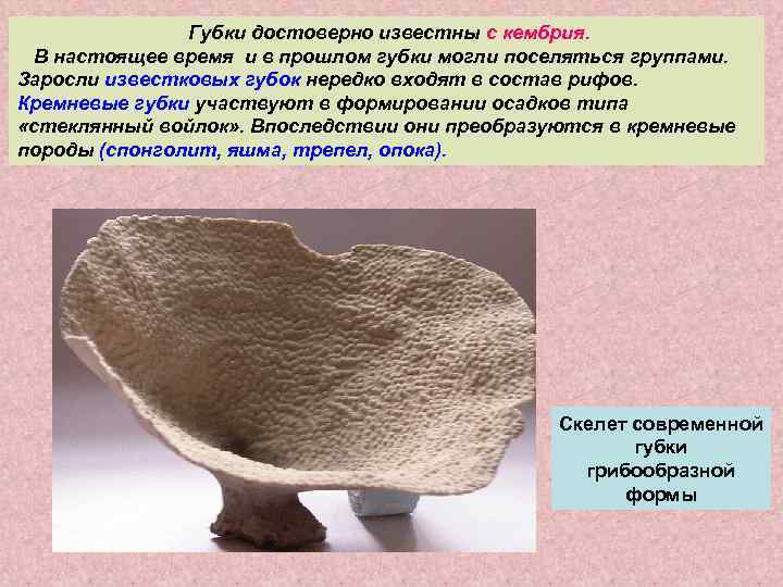     Губки достоверно известны с кембрия.  В настоящее время и