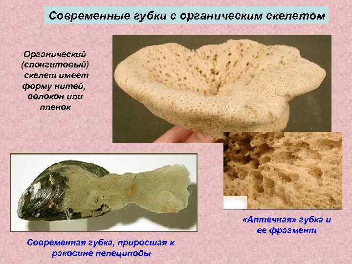  Современные губки с органическим скелетом  Органический (спонгитовый) скелет имеет форму нитей, 