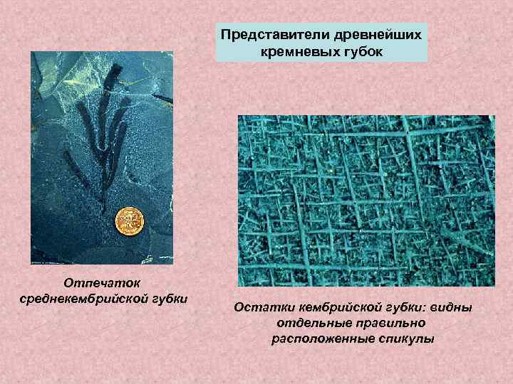      Представители древнейших      кремневых губок