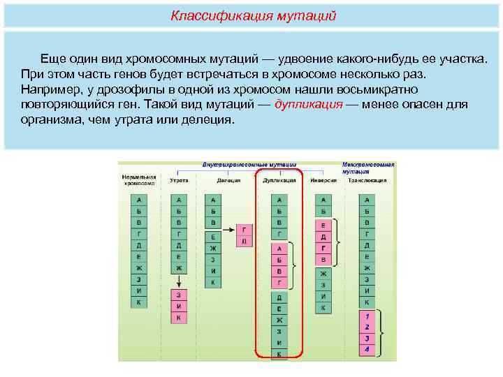     Классификация мутаций Еще один вид хромосомных мутаций — удвоение какого-нибудь