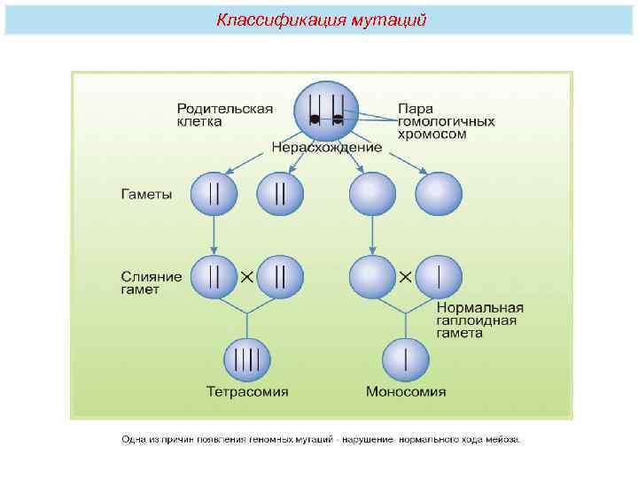Классификация мутаций 