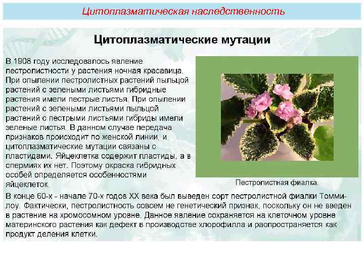 Цитоплазматическая наследственность 