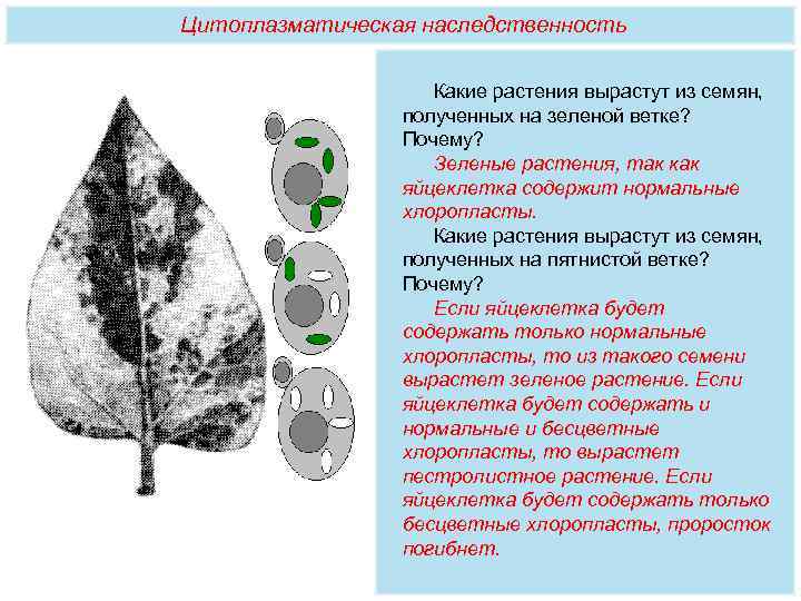 Цитоплазматическая наследственность     Какие растения вырастут из семян,   