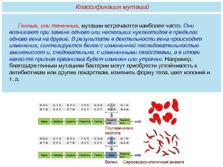     Классификация мутаций Генные, или точечные, мутации встречаются наиболее часто. Они