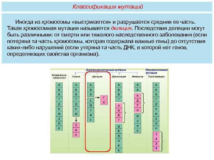    Классификация мутаций Иногда из хромосомы «выстригается» и разрушается средняя ее