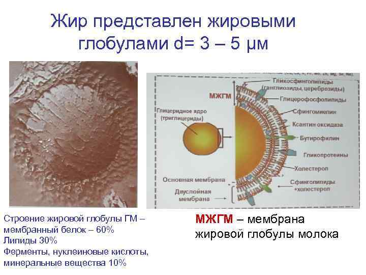Жир представлен жировыми глобулами d= 3 – 5 μм Строение Жир представлен жировыми глобулами d= 3 – 5 μм Строение