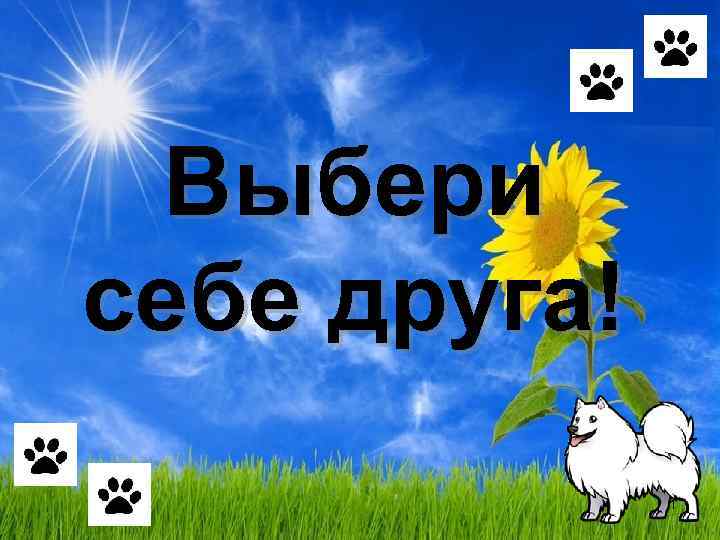  Выбери себе друга!    1 